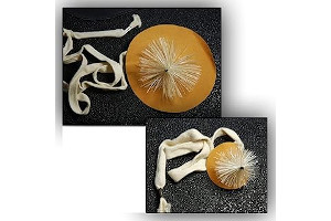 71t5Z-yOZlL._AC_UL320_